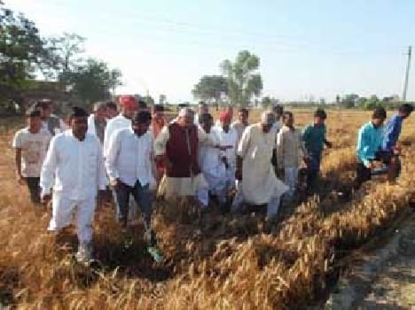 Farmers planted healing ointment
