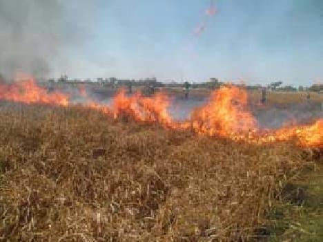 Sakdhaen acre crop ash