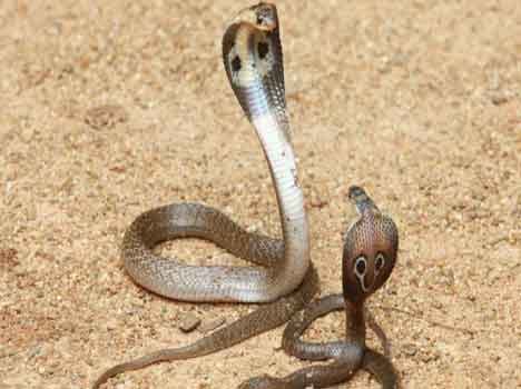 story of cobra love man