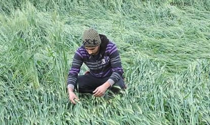 Himachal rain, hail destroyed crops