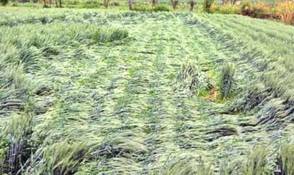 rain creates problem for uttarakhand farmer.