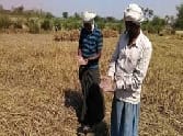 50 per cent of the crop waste