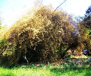  The flowering of bamboo farmers face Murjaye