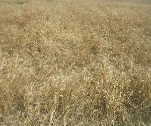 Took stock of crops