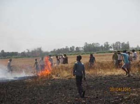 After the season of fire havoc on crops