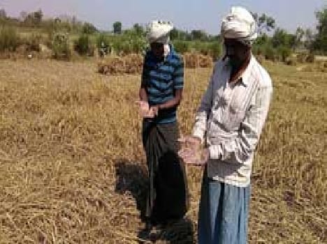Lottie crop, wheat bread is hard to get