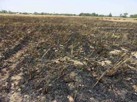 Nine bigha wheat ash, Mdiyan Jlin