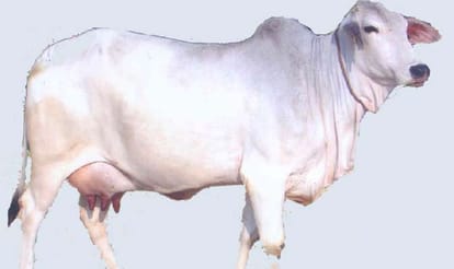 Cows with good productivity would be awarded in haryana
