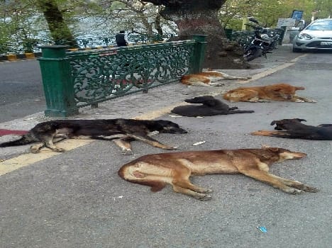 In three months, dogs, 376 persons bitten by monkeys