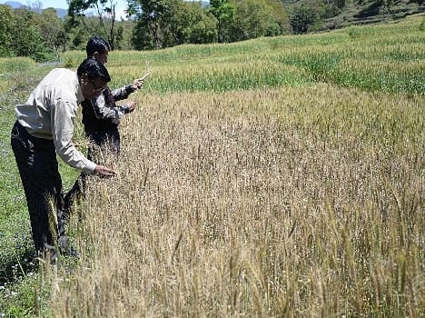 State Farm took the wheat harvest in Bltr disease