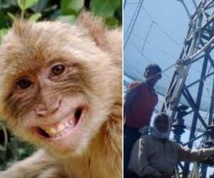 monkey jumps over transmission centre
