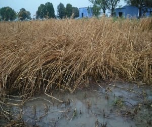 the worst baisakhi ever says farmers