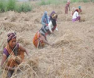 Farmers got cheated in the name of crop insurance