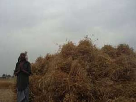 Weathering overshadowed farmers