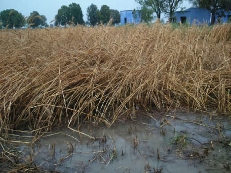 63 thousand hectares of crop waste