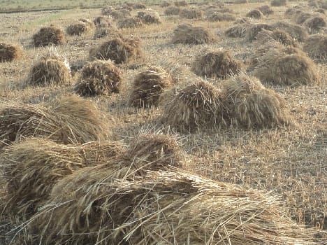 Accountants did not check , farmer 