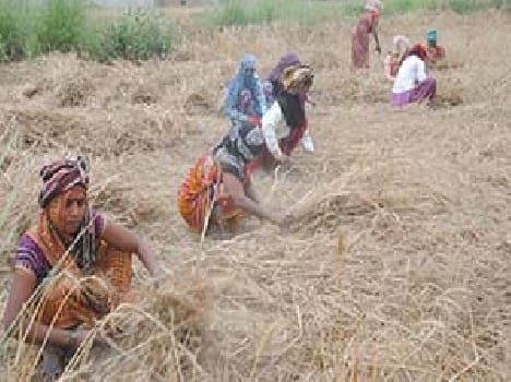 kisan news