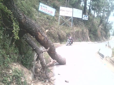 Remove from VIP road pine tree