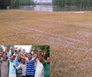 aaverdhan river road broke, huge crop destruction in yamunanagar