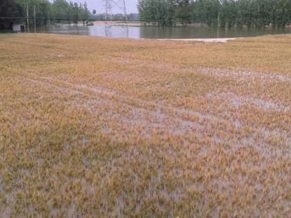 the worst baisakhi ever says farmers