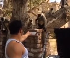 Dabang Salman khan enjoying with monkey