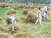 Central team tested the quality of wheat , samples