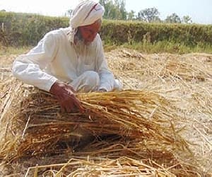 UP govt to give five lakh rupees on death of farmers.