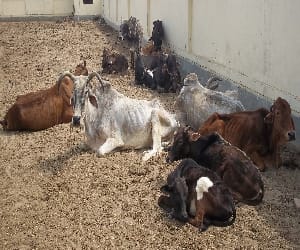 what steps to prevent cow slaughter in jammu kashmir