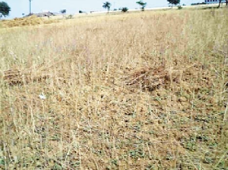 Gale storm catastrophe struck, Uri crops