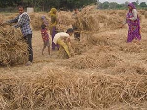 The storm disaster , cut in farm crop Uri