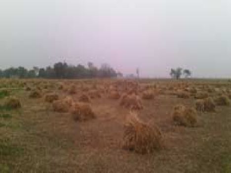 Gale - rain broke the back of the farmers