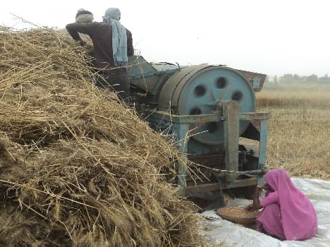 We 're doomed , no crop , no compensation will