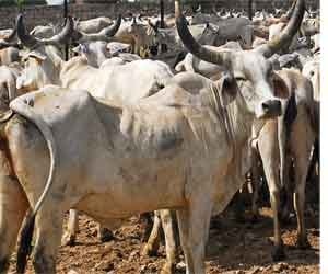 man killed his friends because on cow slaughter