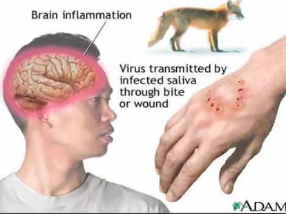 The death of two mad dogs, the risk of spreading rabies.