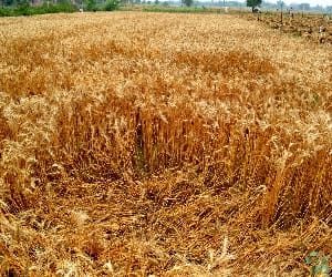 Before farmers The challenge of cutting wheat