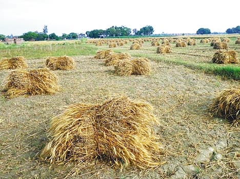 Adoption of rain on wheat