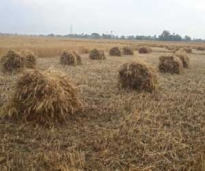 Sharecropper field owners are buying wheat