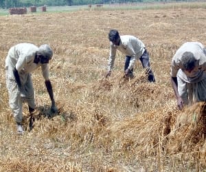 farmers facing problem due to rain