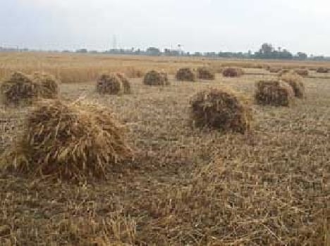 farmers Shocked to see crop 