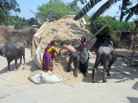 The village does not survive the pain of adoption MP