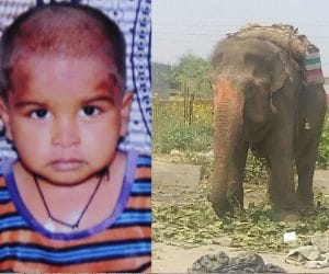 elephant killed child at ludhiana