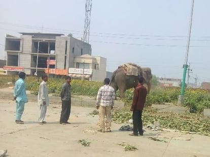elephant killed child at ludhiana