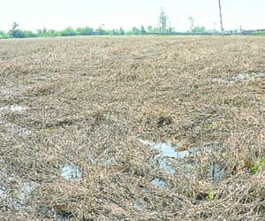District 33 thousand acres of crop waste awaiting help