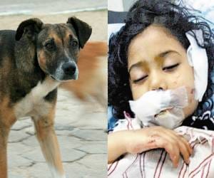terror of street dog in chandigarh, 5 year girl child dead due to rabies