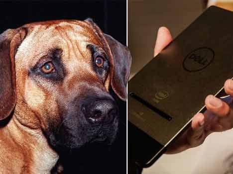 Girlfriend watched video of her boyfriend having sex with dog