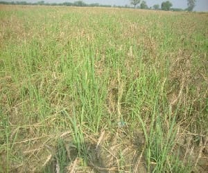 "Now the only graduate agricultural fertilizer, pesticide license '