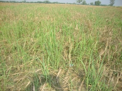 Farmer's death on shock