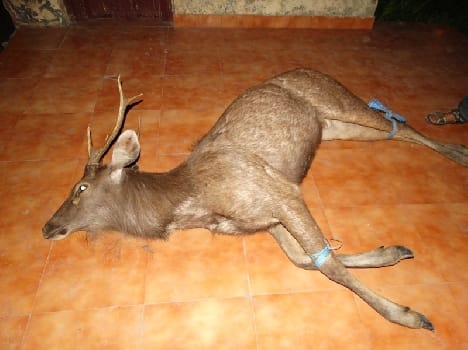 Chital given the jump, death