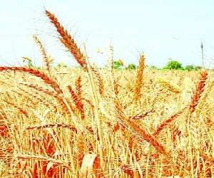 compensation to farmers has been delayed due to wrong system