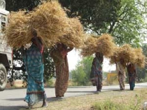 Crop transported to safety